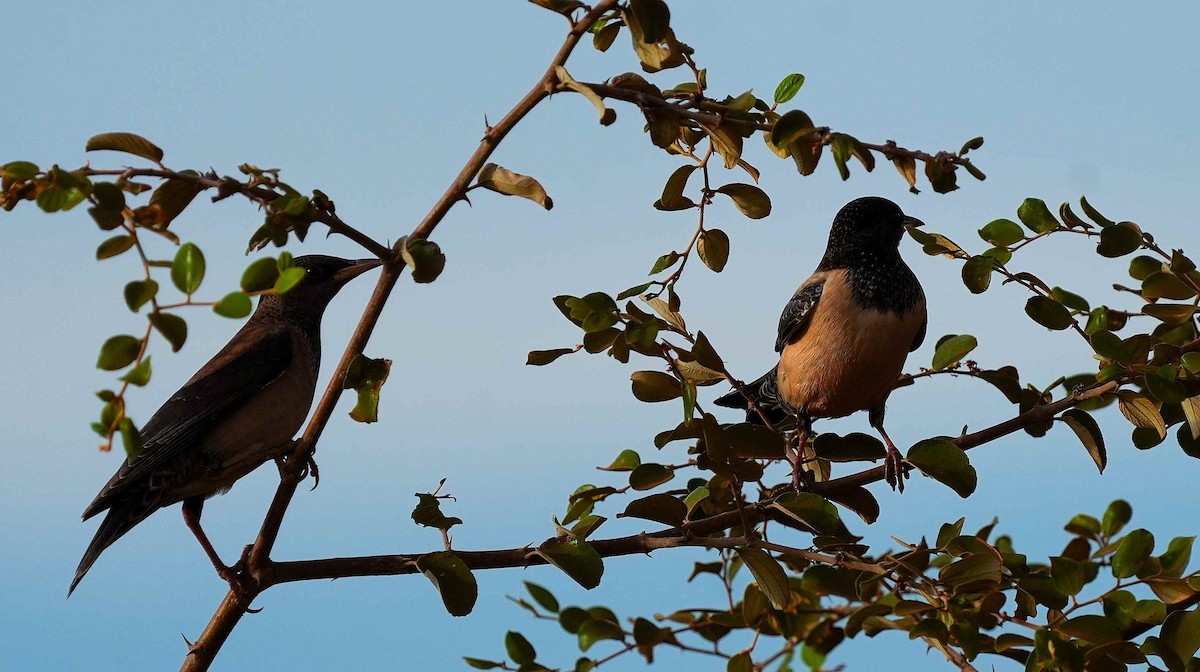 Rosy Starling - ML645768587