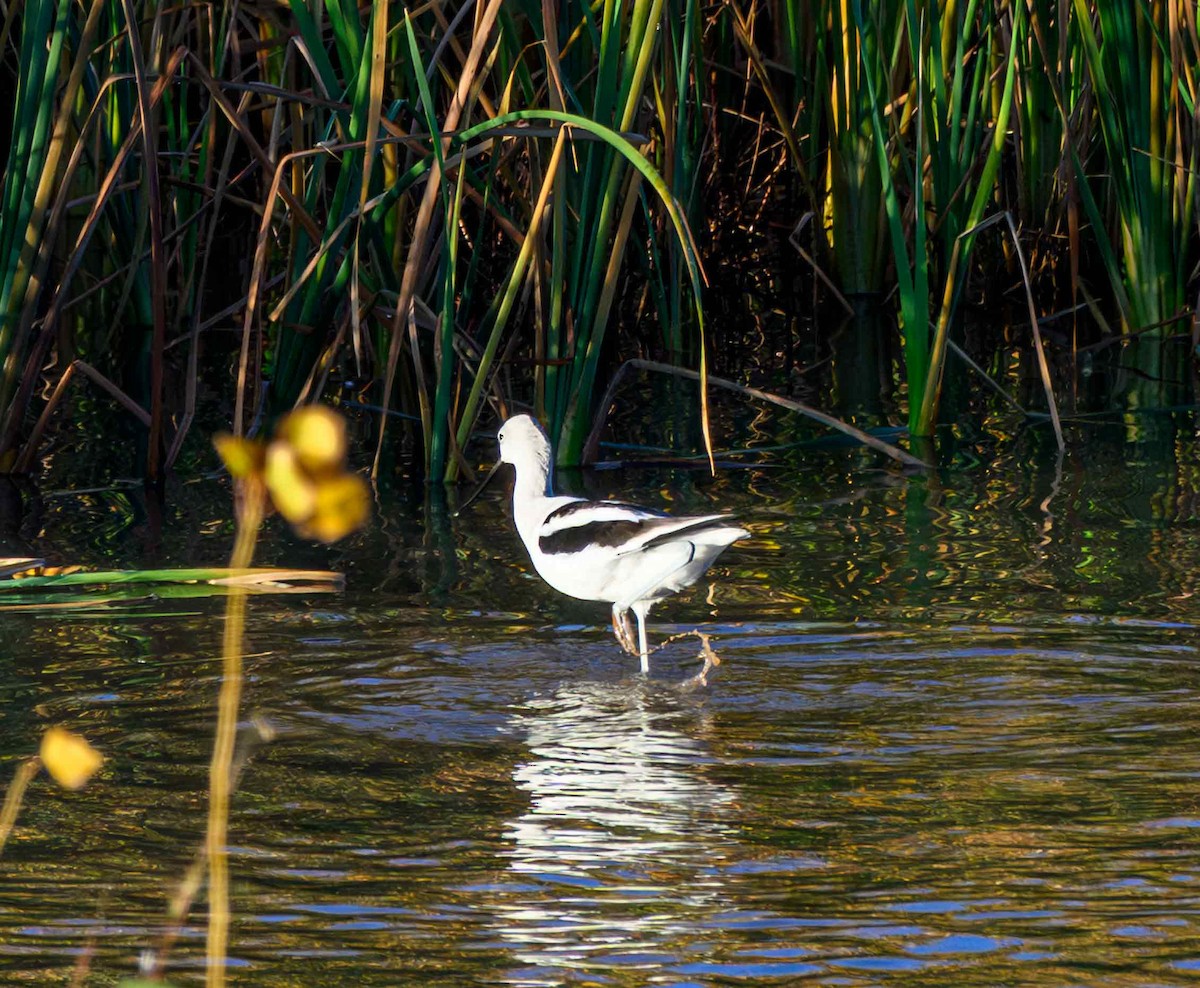 American Avocet - ML645768588