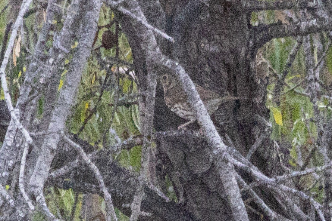 Song Thrush - ML645768592