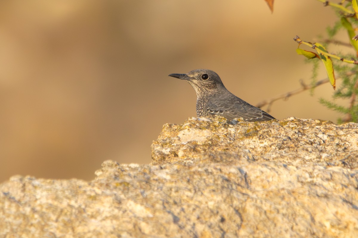 Blue Rock-Thrush - ML645768593