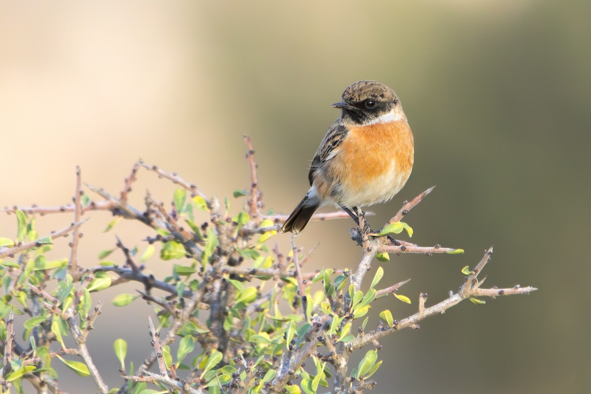 European Stonechat - ML645768594