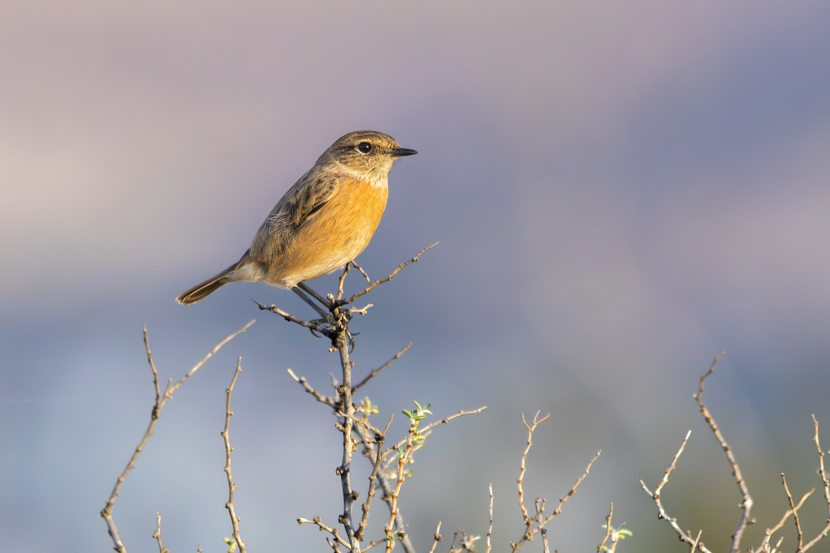 European Stonechat - ML645768595