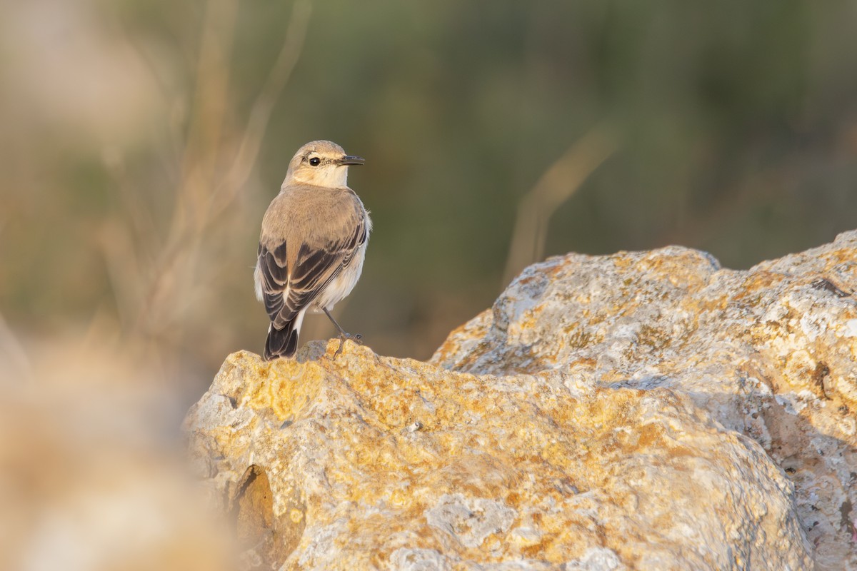 Northern Wheatear - ML645768597