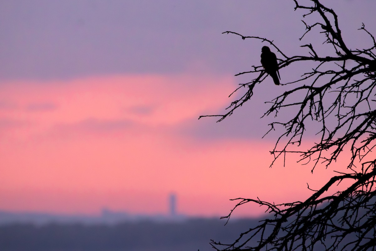 Eurasian Kestrel - ML645768598