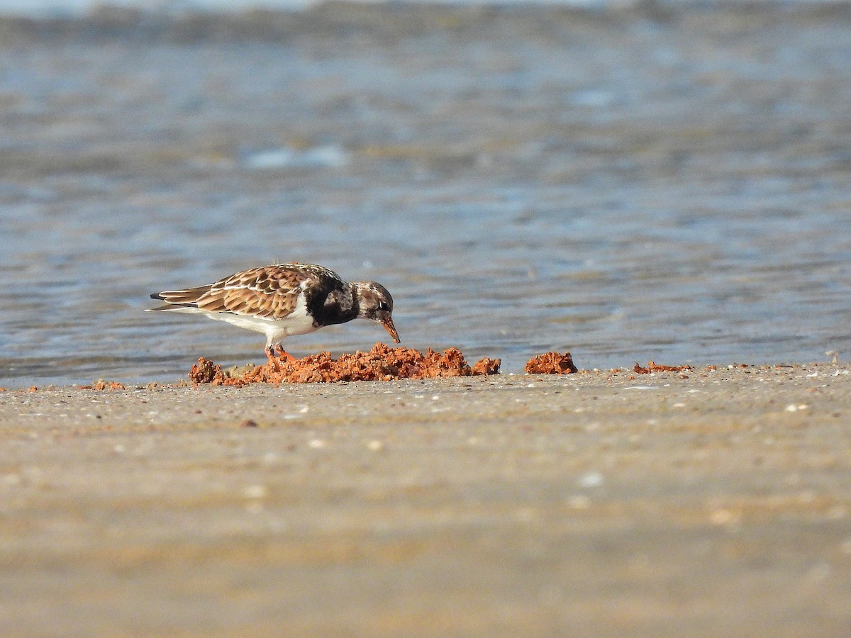 Ruddy Turnstone - ML645768602