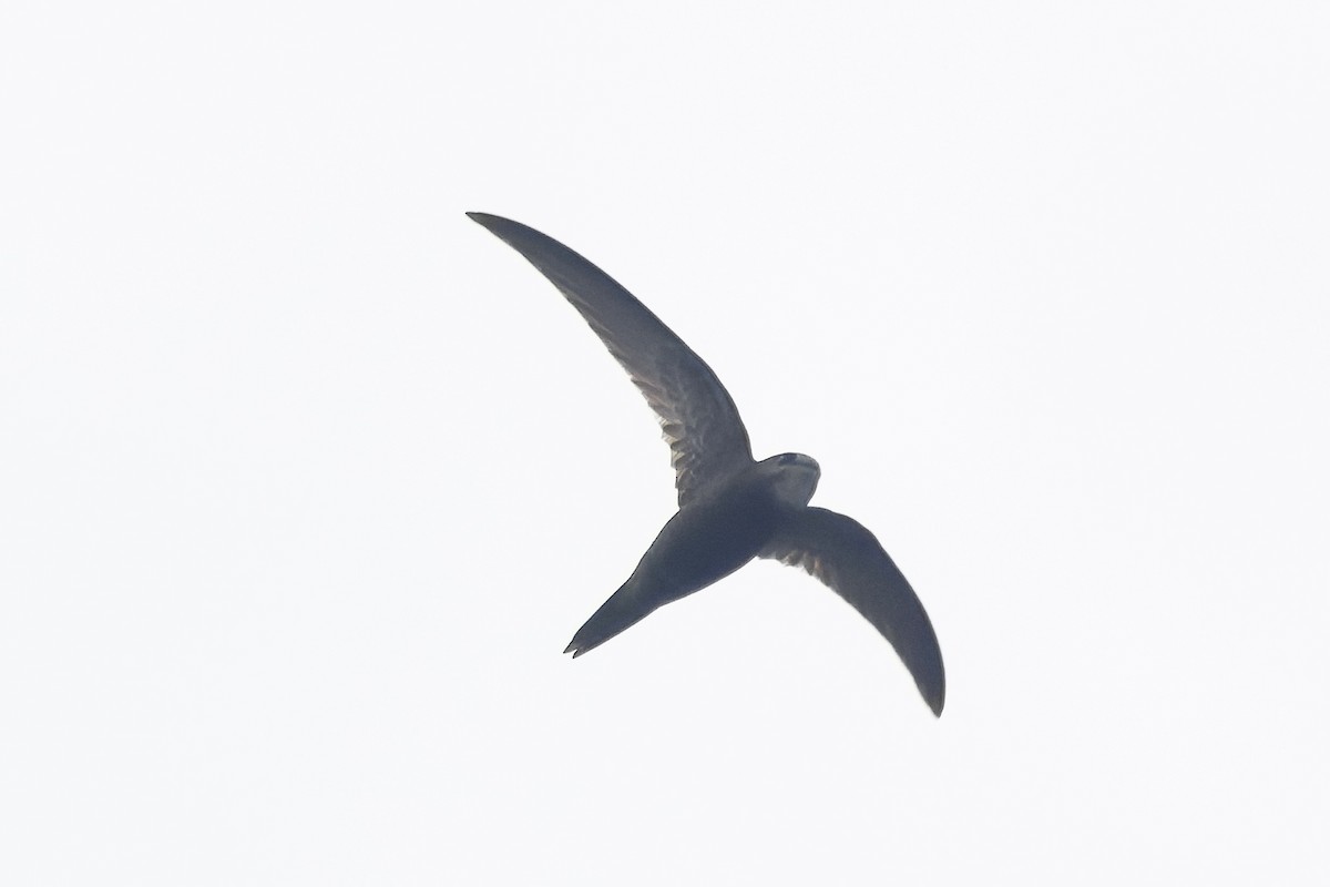 Common Swift - ML645768610