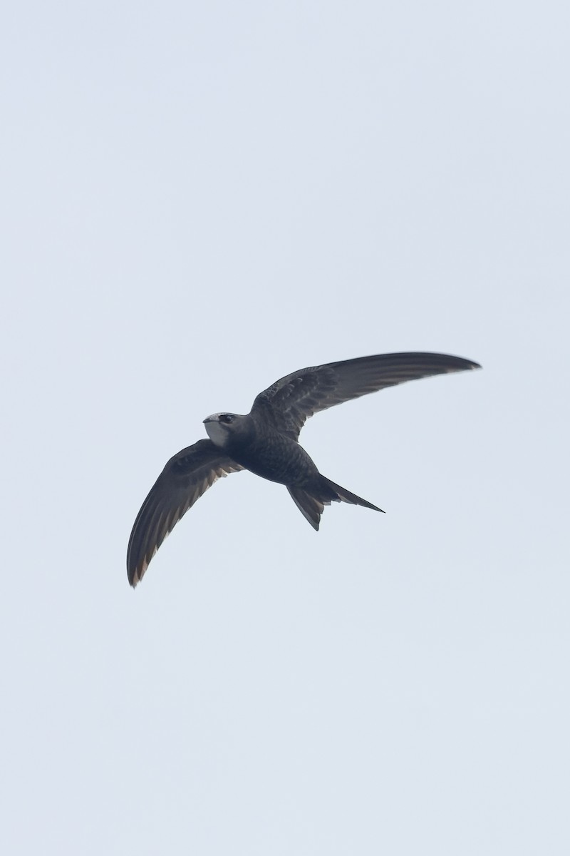 Common Swift - ML645768611