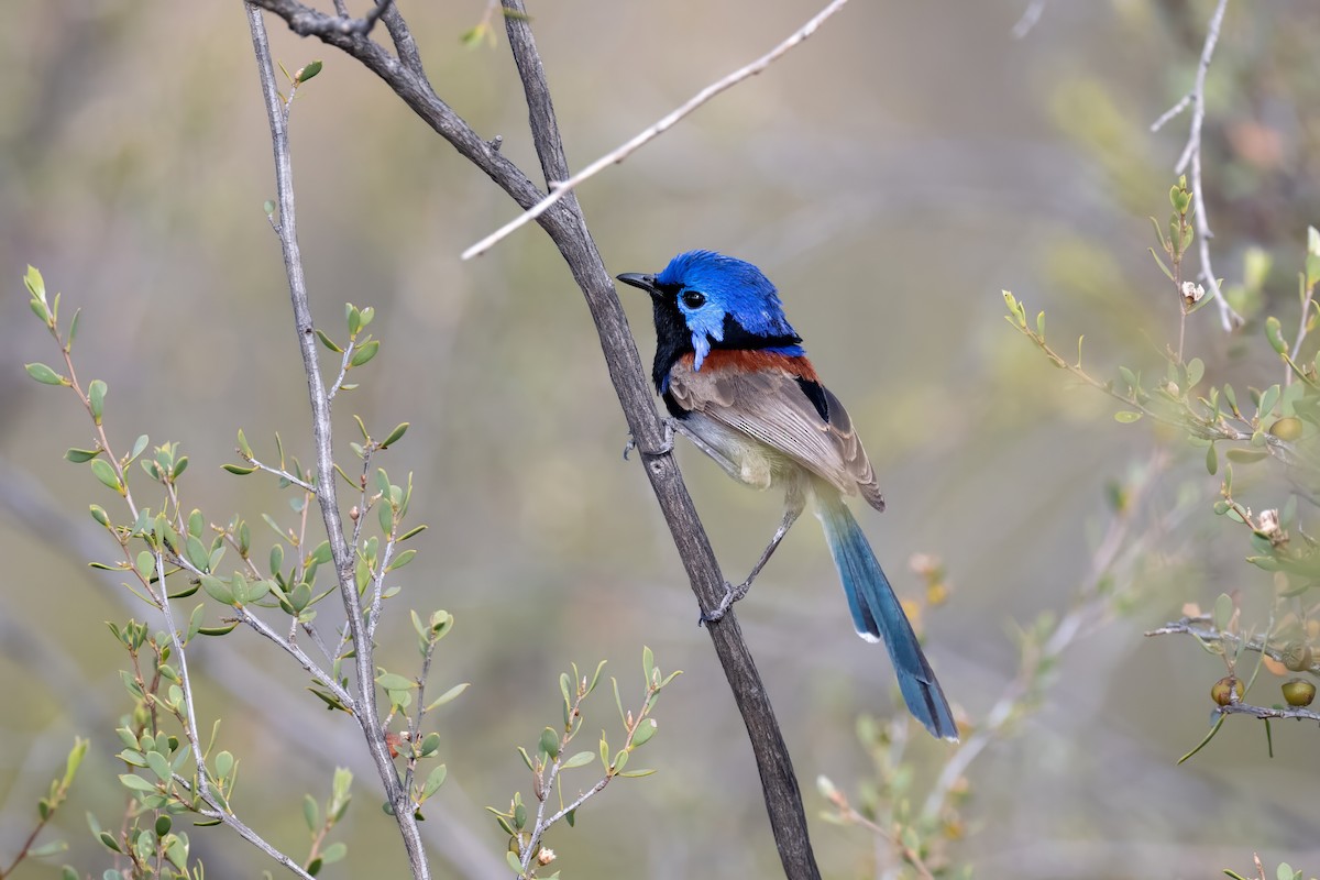Purple-backed Fairywren - ML645768617