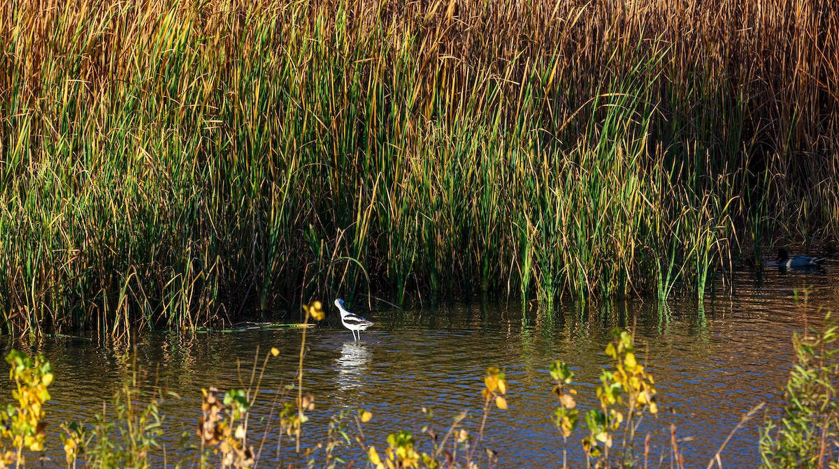 American Avocet - ML645768621