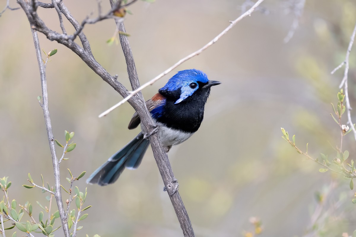 Purple-backed Fairywren - ML645768622