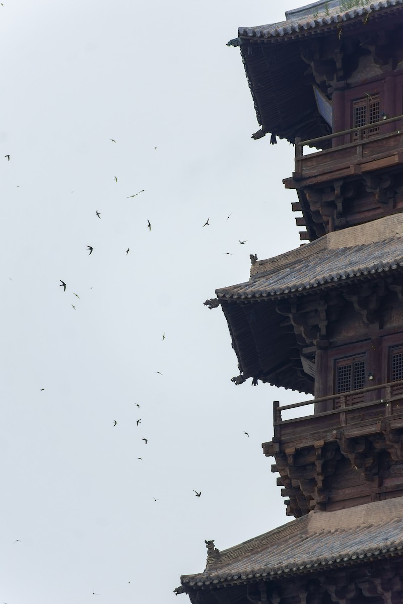 Common Swift - ML645768624