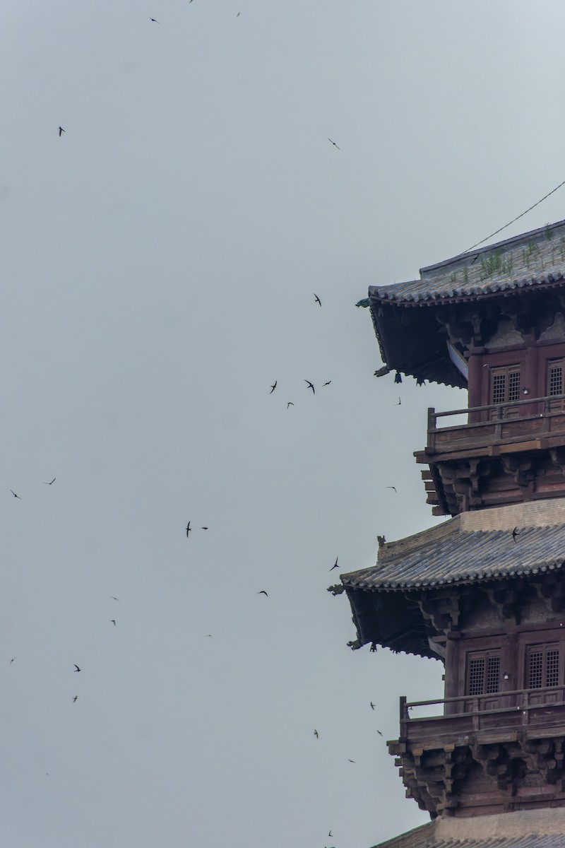 Common Swift - ML645768625