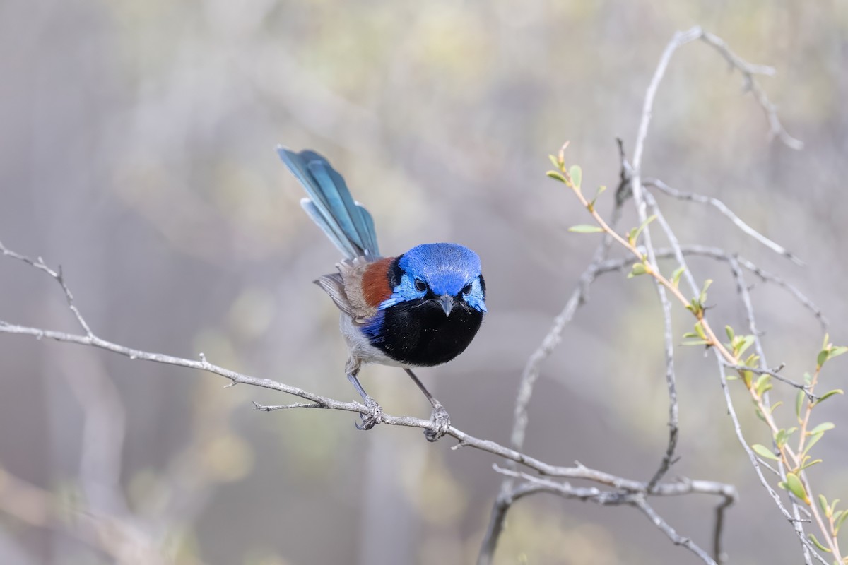 Purple-backed Fairywren - ML645768626