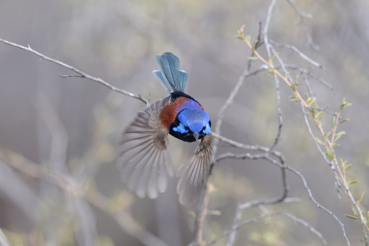 Purple-backed Fairywren - ML645768633