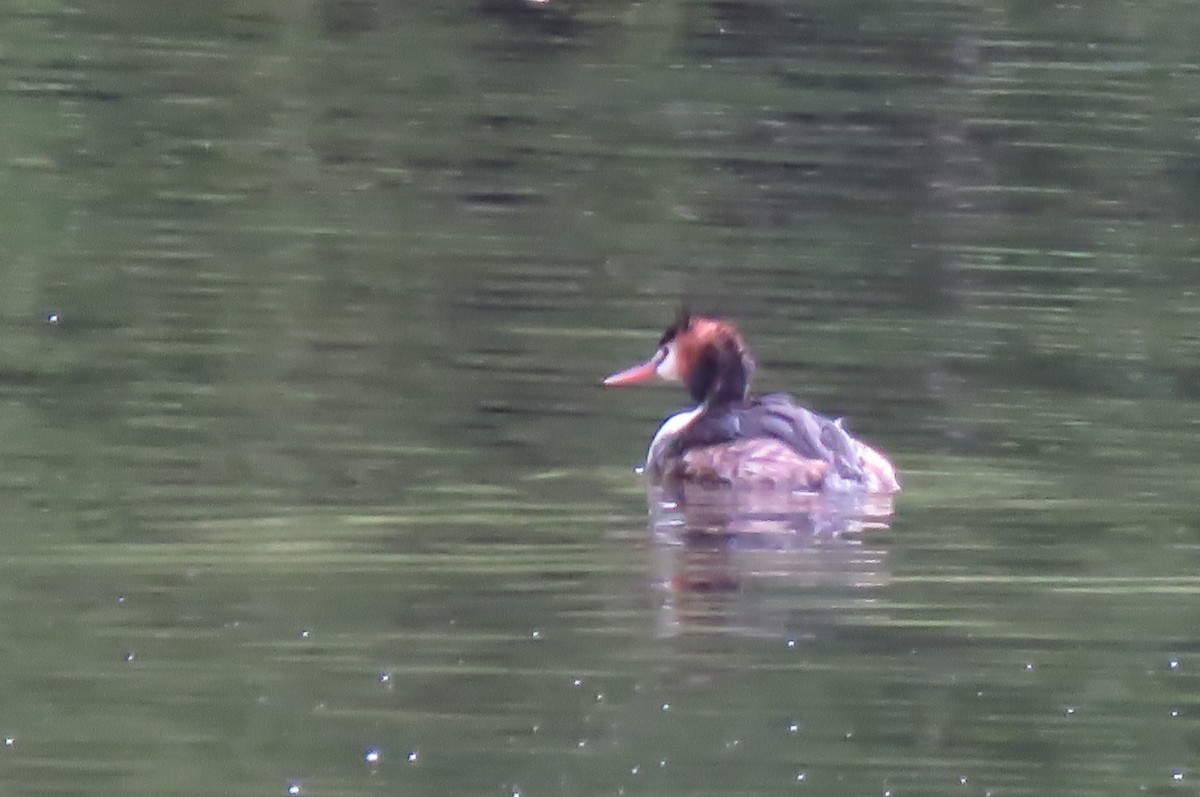 Great Crested Grebe - ML645768635