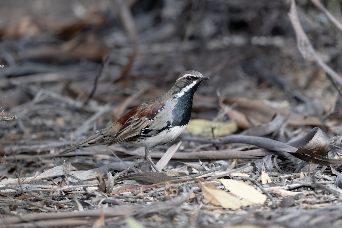 Chestnut Quail-thrush - ML645768641