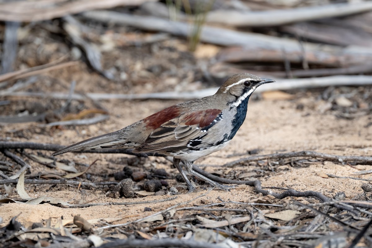 Chestnut Quail-thrush - ML645768649