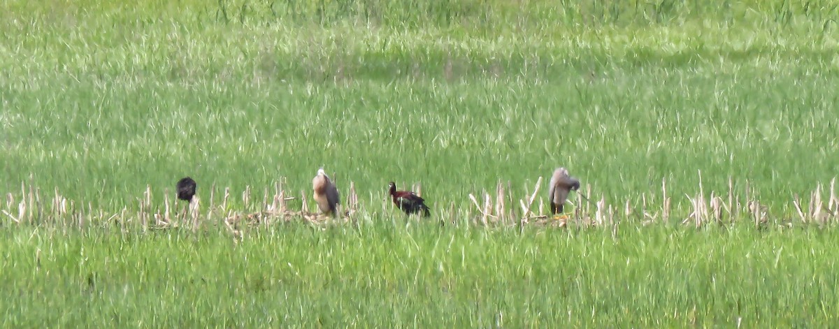 Glossy Ibis - ML645768653