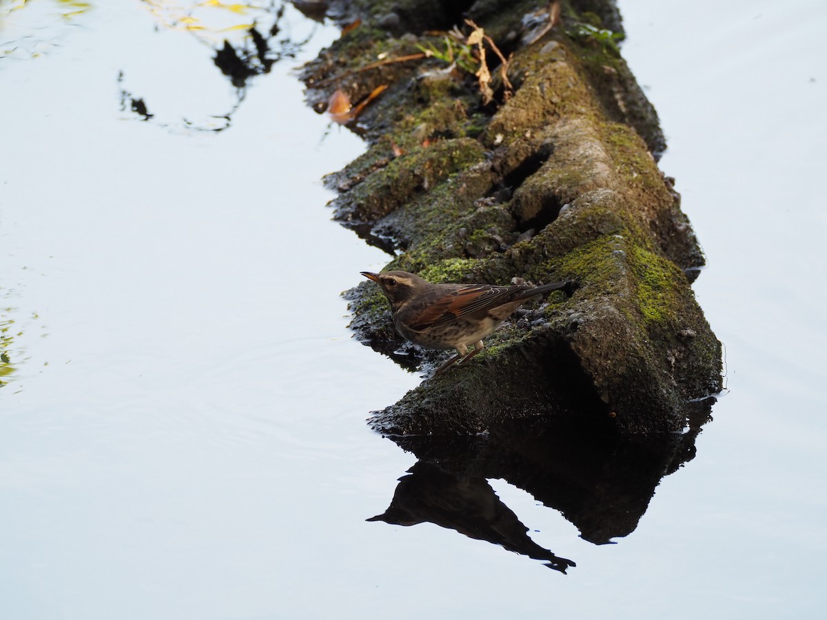 svartflekktrost - ML645768656