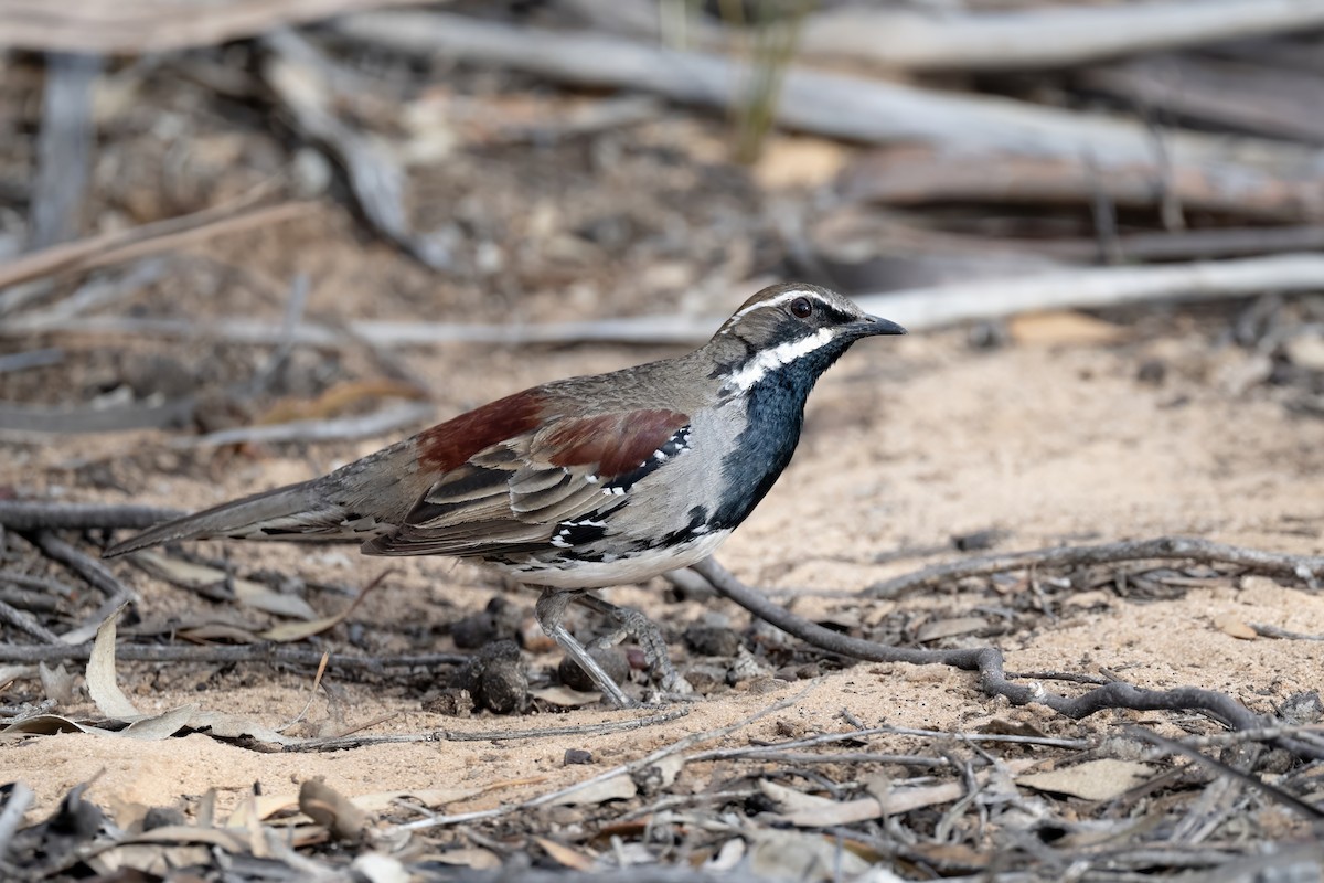 Chestnut Quail-thrush - ML645768657
