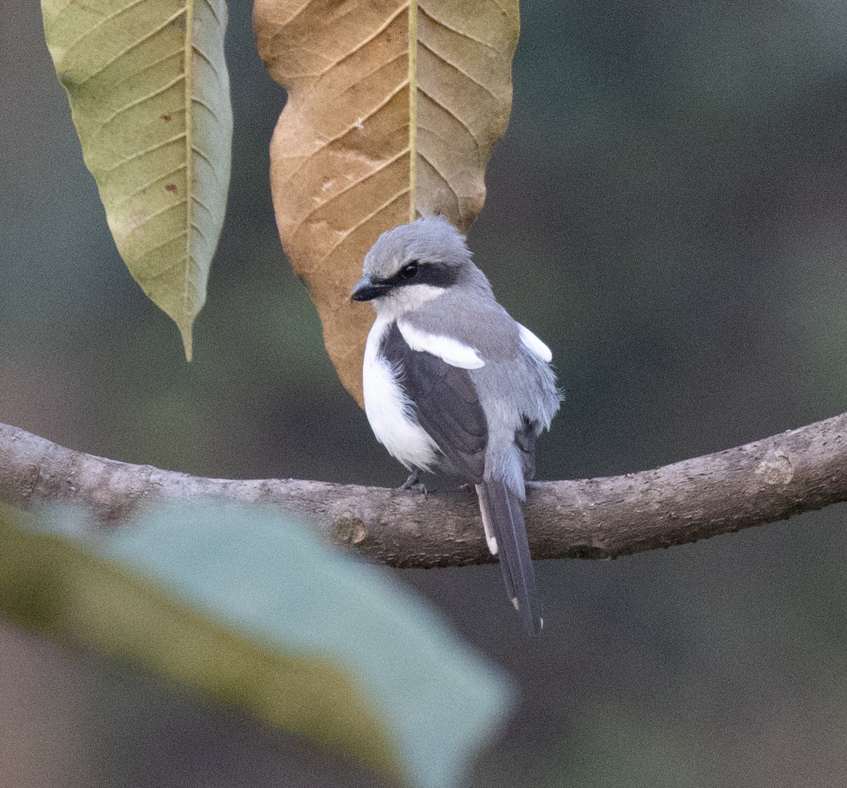 Alcaudón de Mackinnon - ML645768658