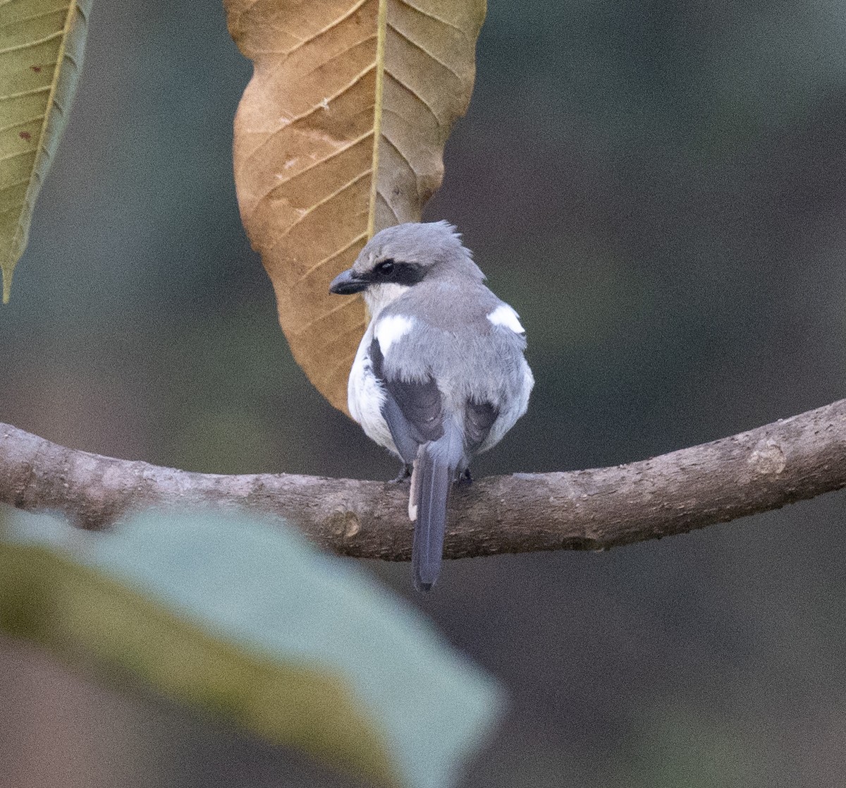 Alcaudón de Mackinnon - ML645768663