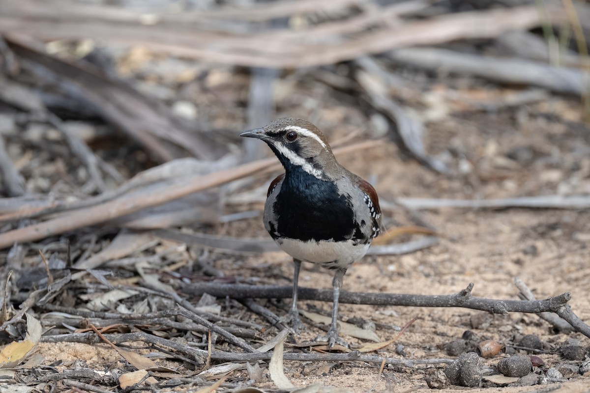 Chestnut Quail-thrush - ML645768664