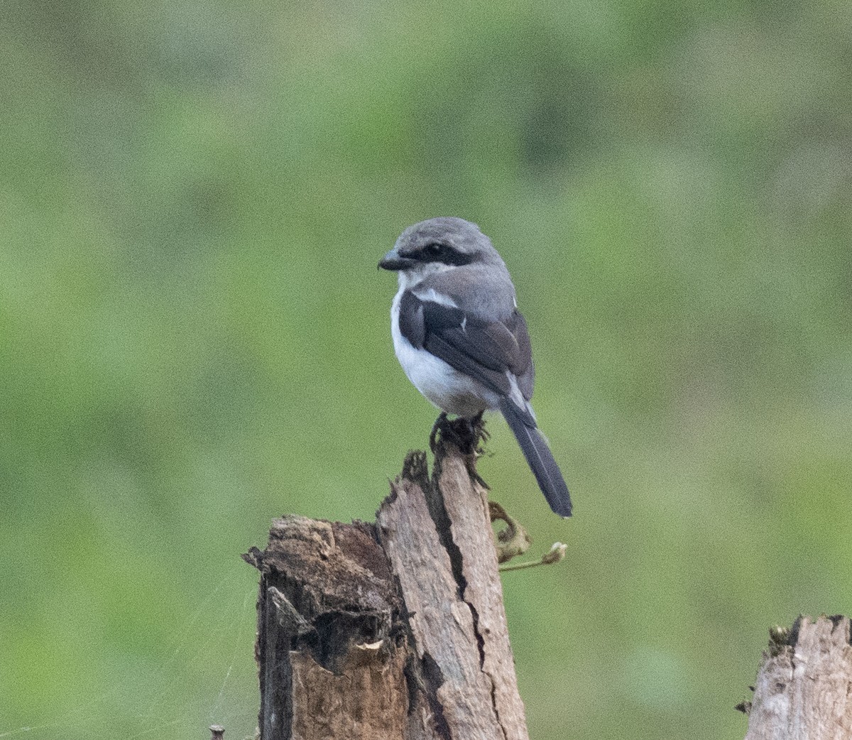 Alcaudón de Mackinnon - ML645768665