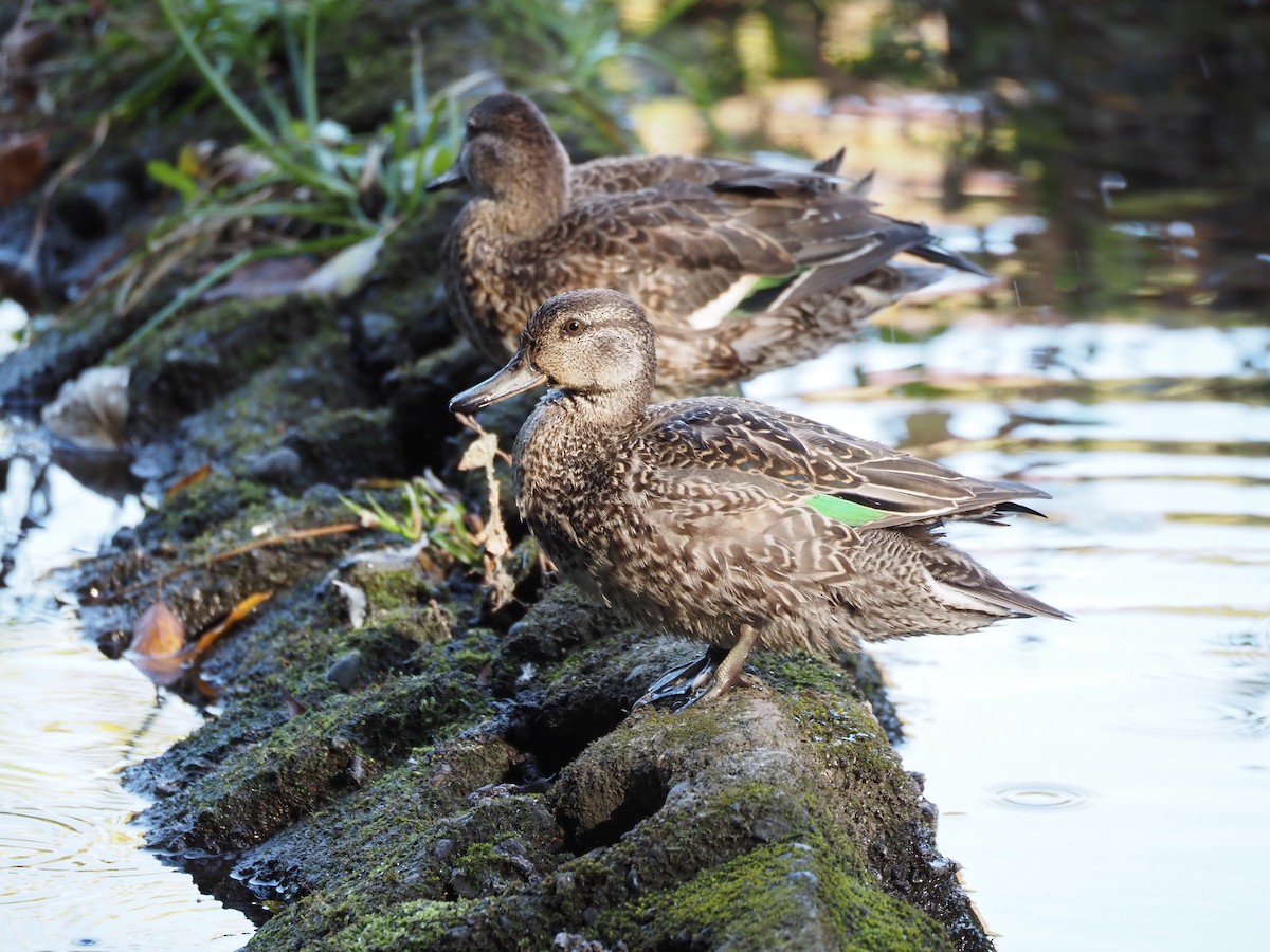 krikkand - ML645768668