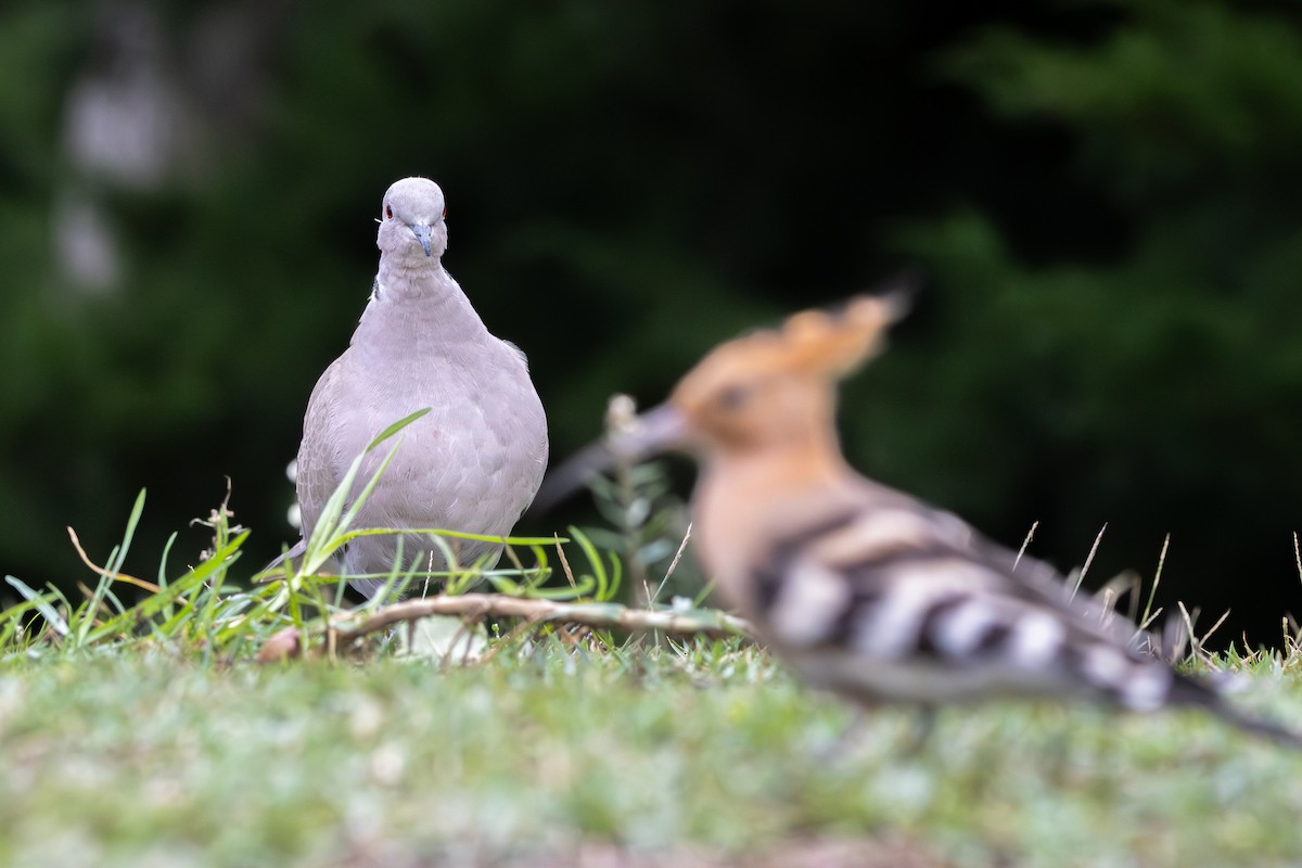 Eurasian Collared-Dove - ML645768671