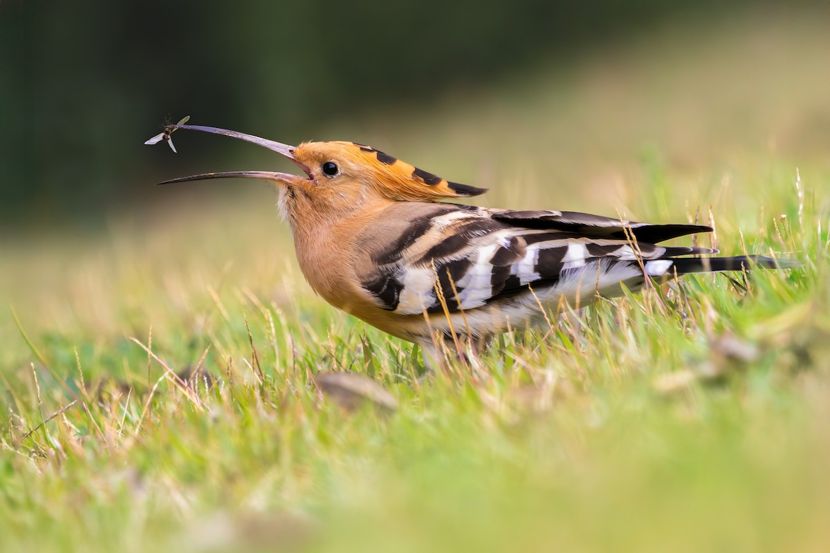 Common Hoopoe - ML645768672