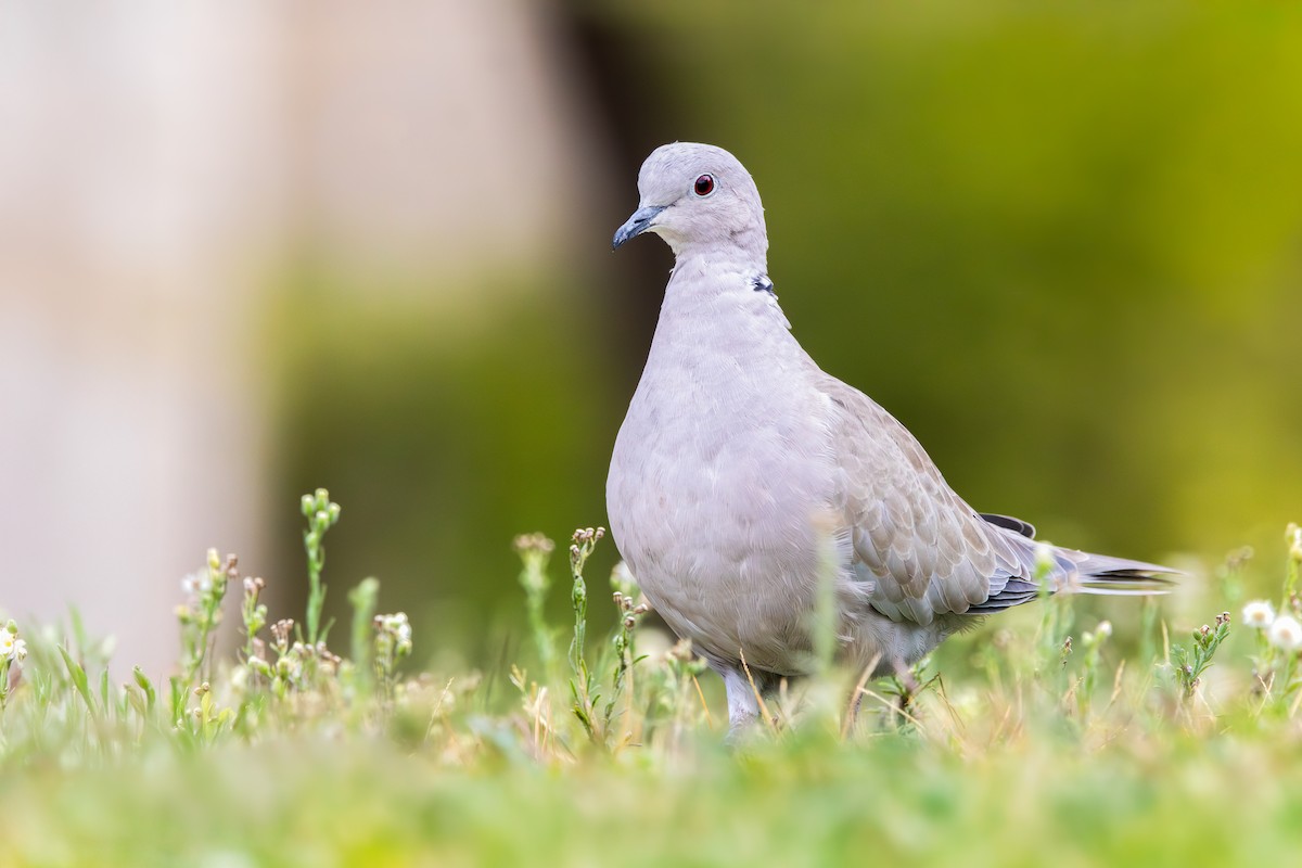 Eurasian Collared-Dove - ML645768673