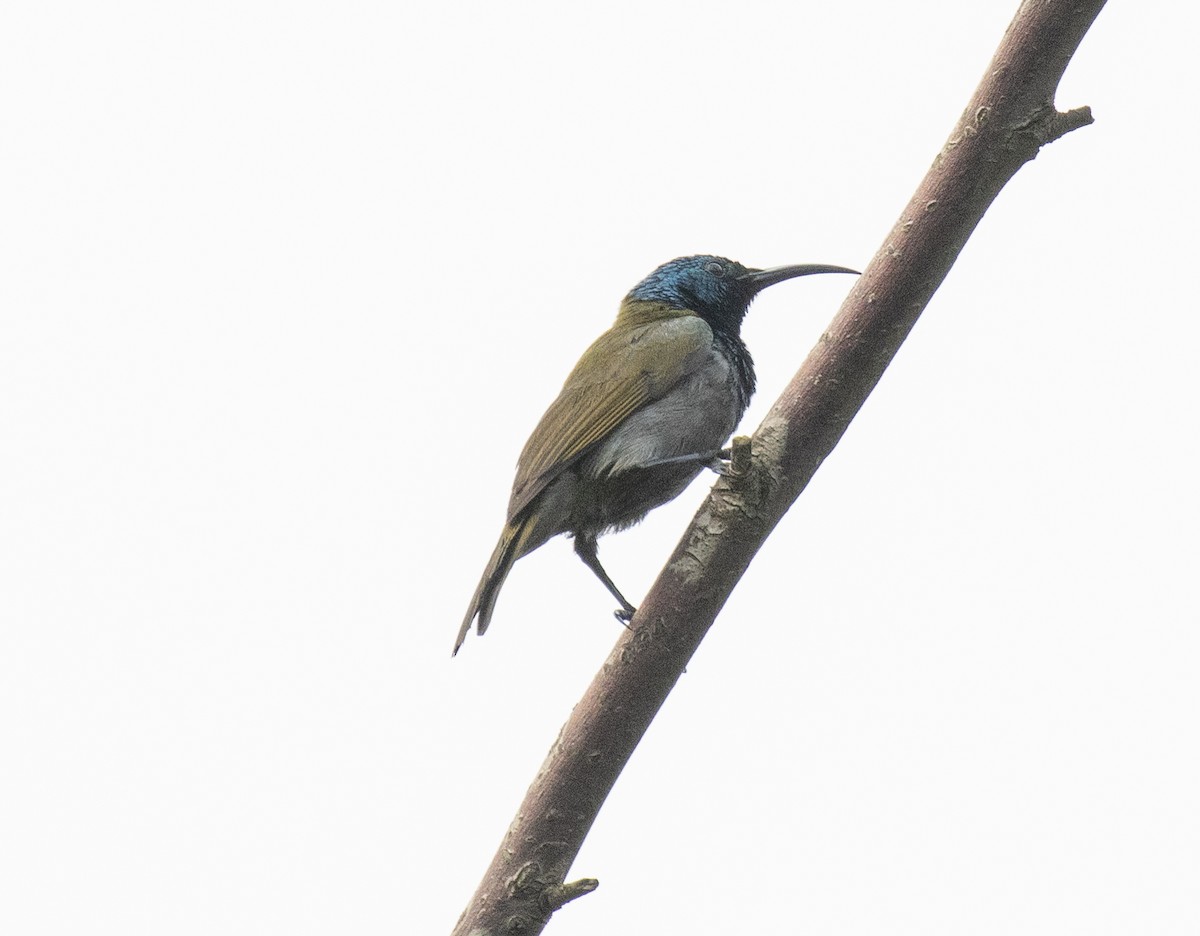 Green-headed Sunbird (Green-headed) - ML645768683