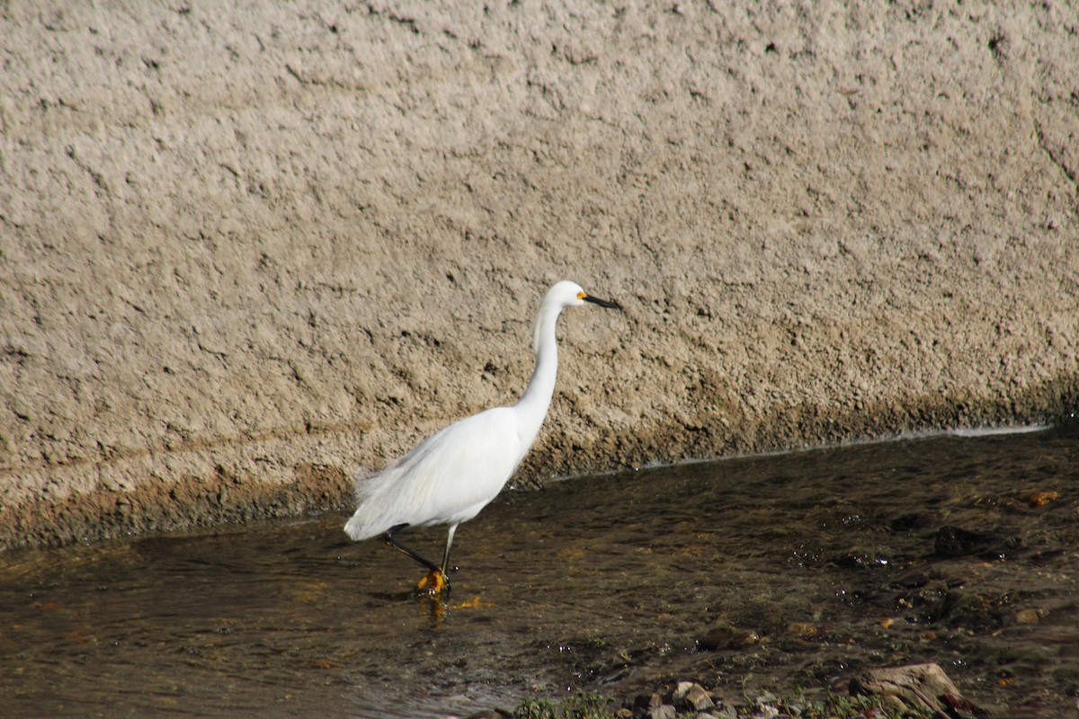 volavka bělostná - ML645768685