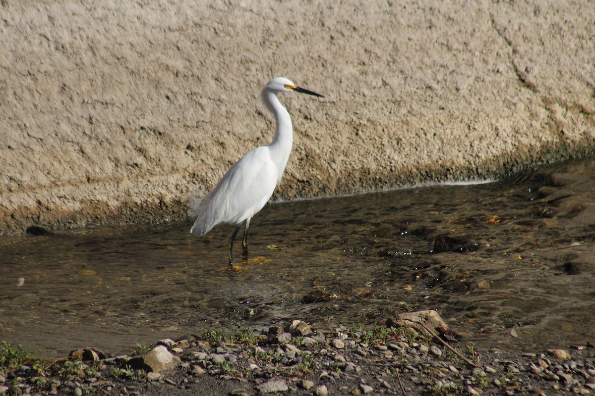 volavka bělostná - ML645768690