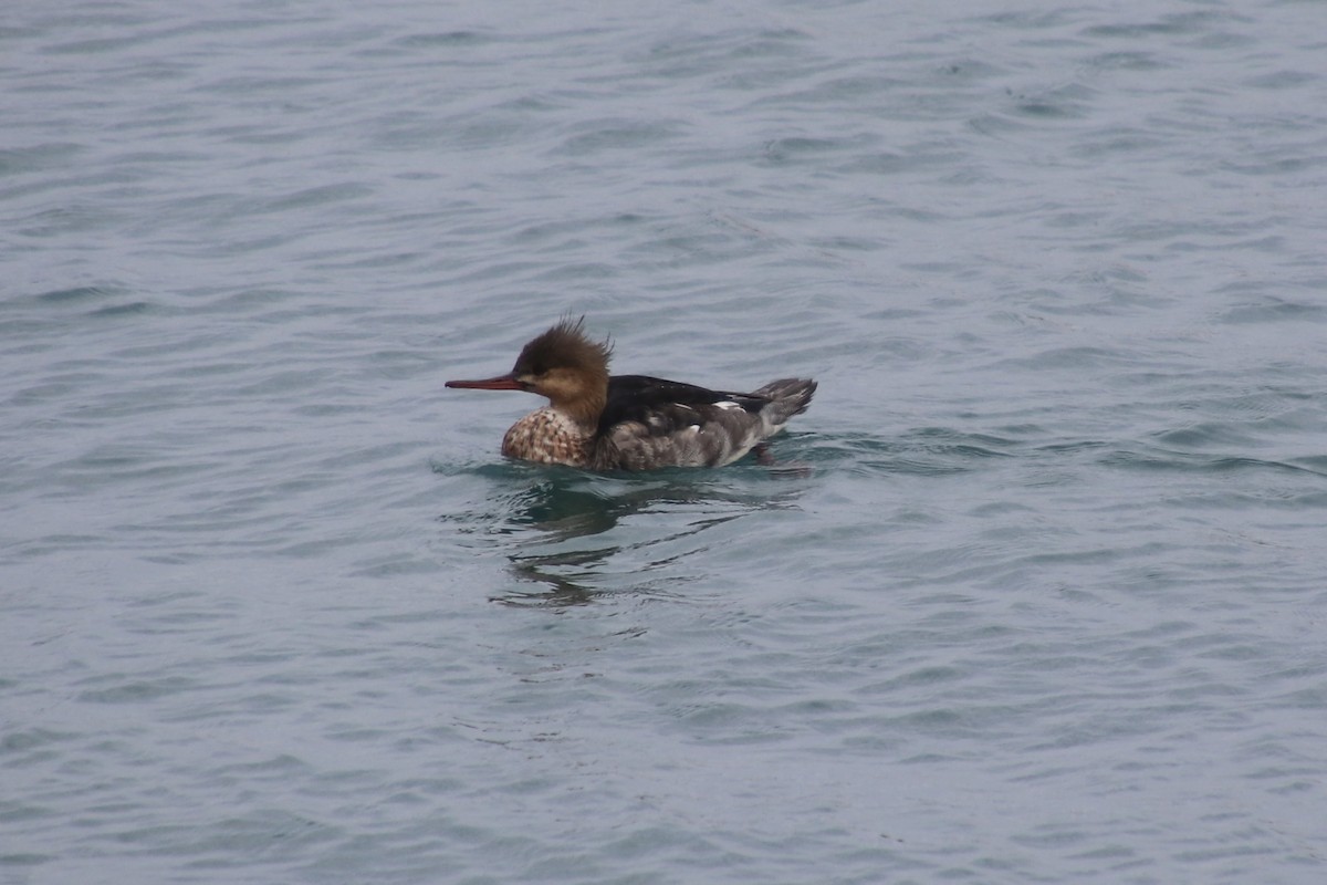 Smergo minore - ML645768694