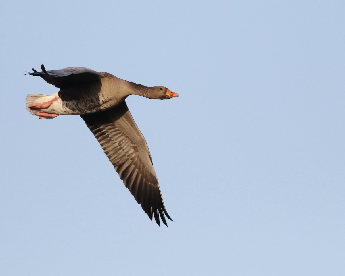 Graylag Goose - ML645768695