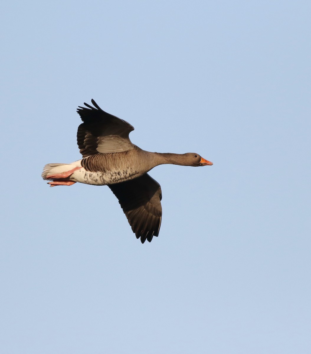 Graylag Goose - ML645768696