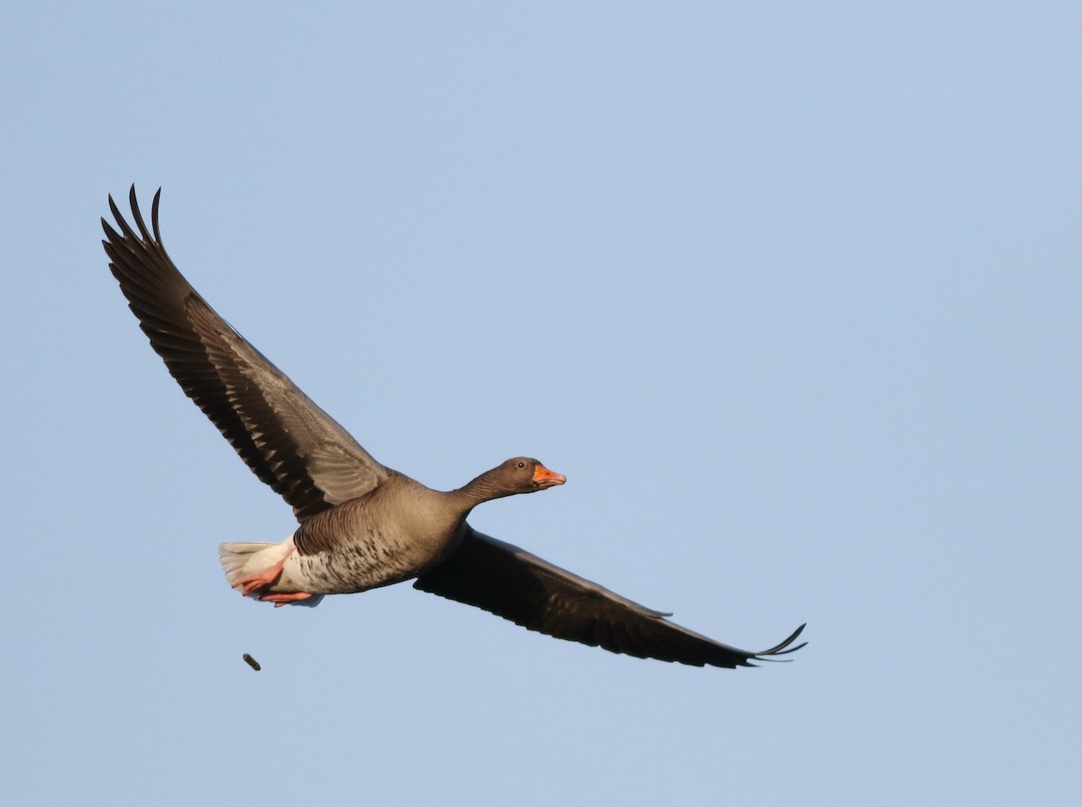 Graylag Goose - ML645768697