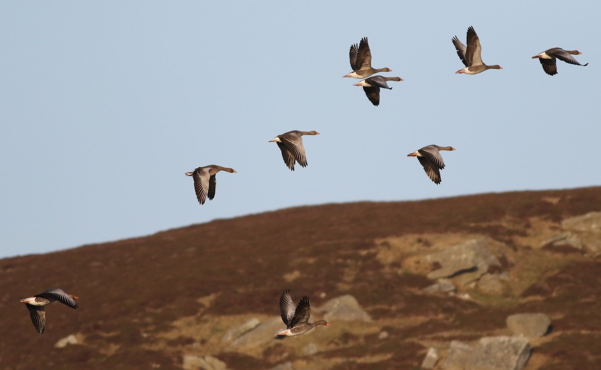 Graylag Goose - ML645768698