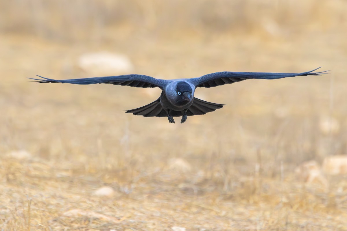 Eurasian Jackdaw - ML645768700