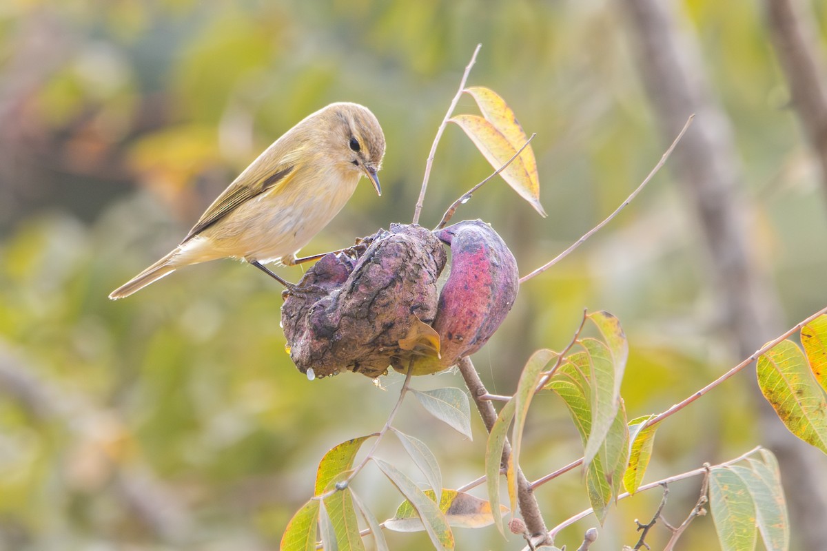 Common Chiffchaff - ML645768701
