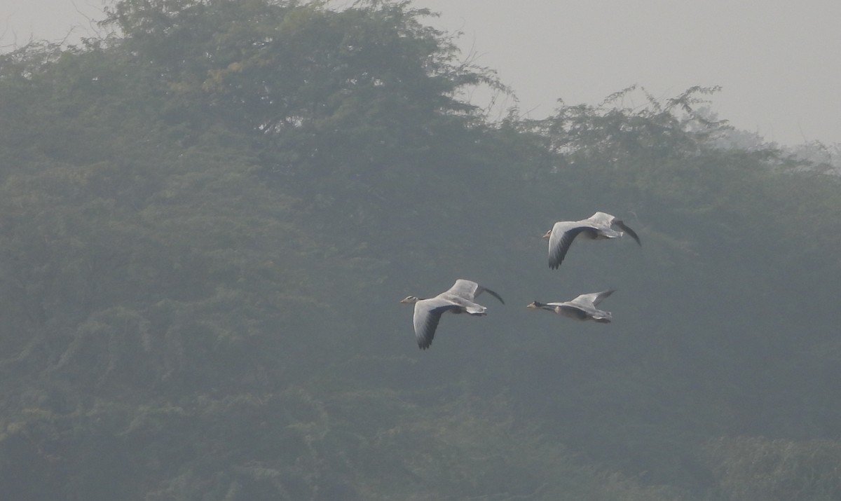 Гуска гірська - ML645768707