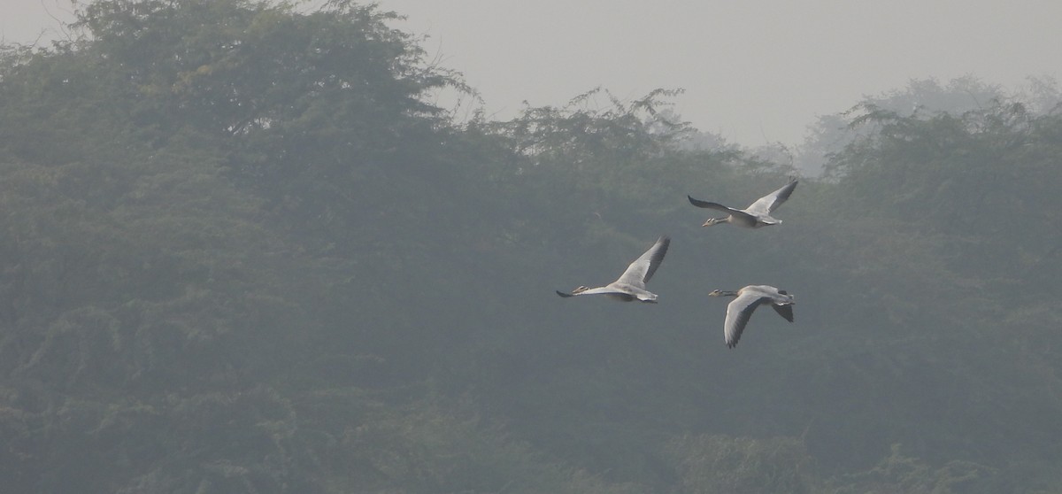 Гуска гірська - ML645768708