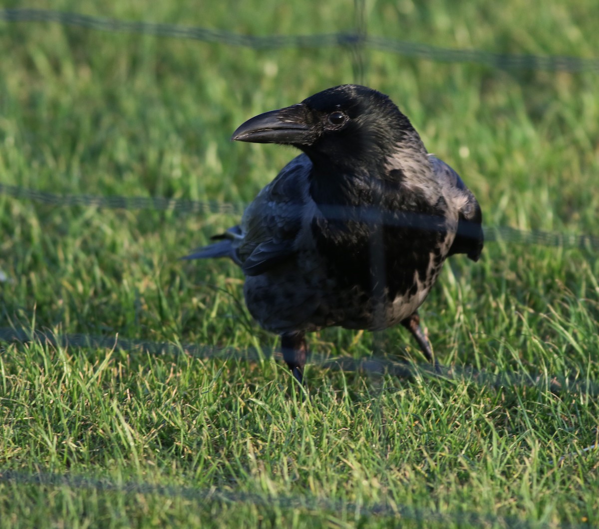 עורב אפור - ML645768732