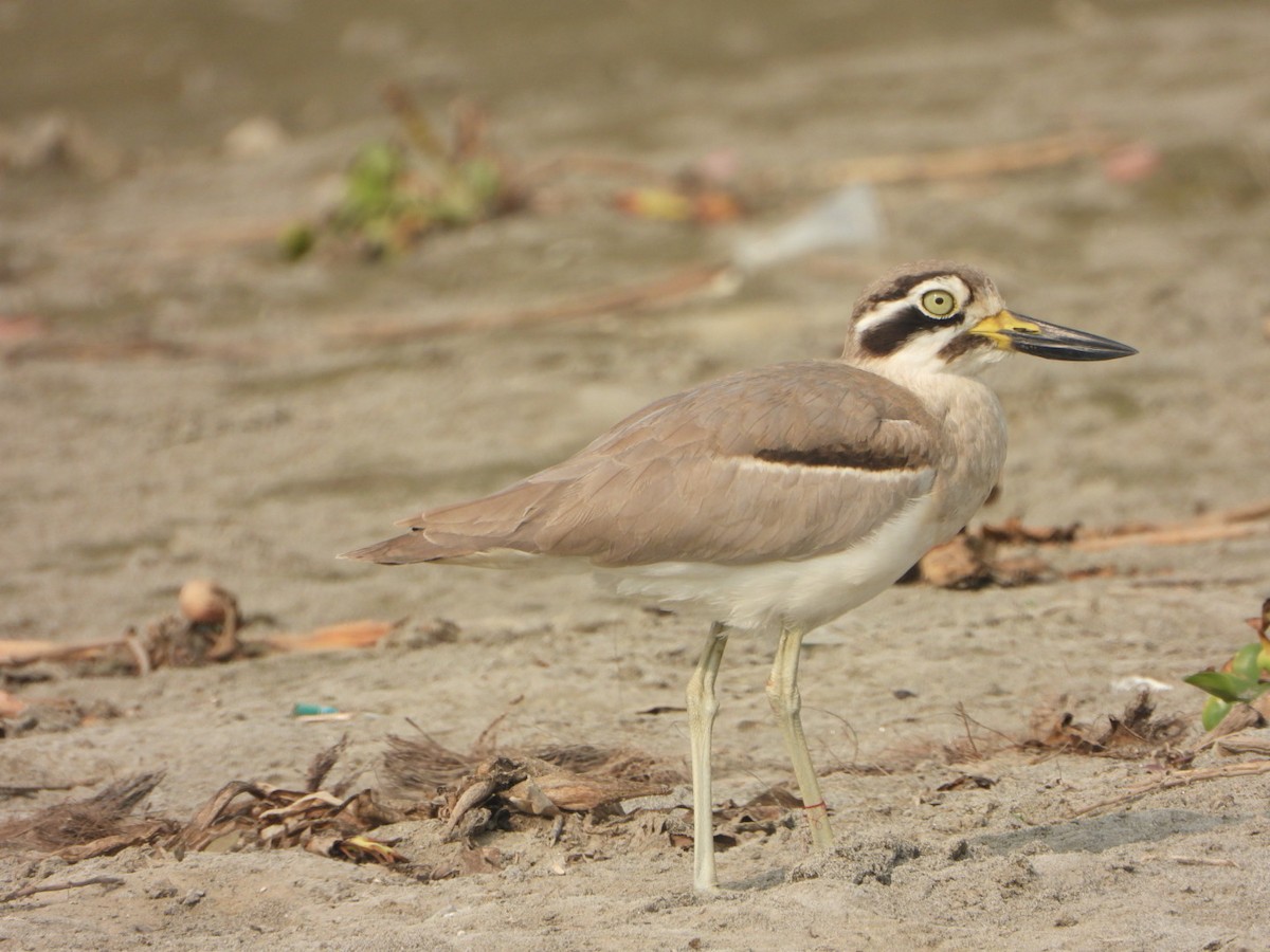 Great Thick-knee - ML645768734