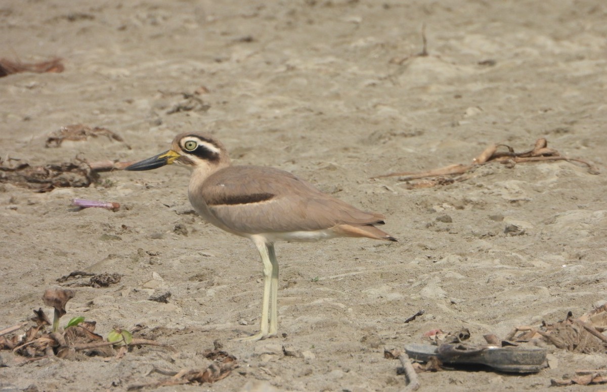 Great Thick-knee - ML645768735