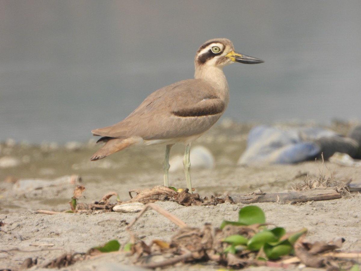 Great Thick-knee - ML645768736