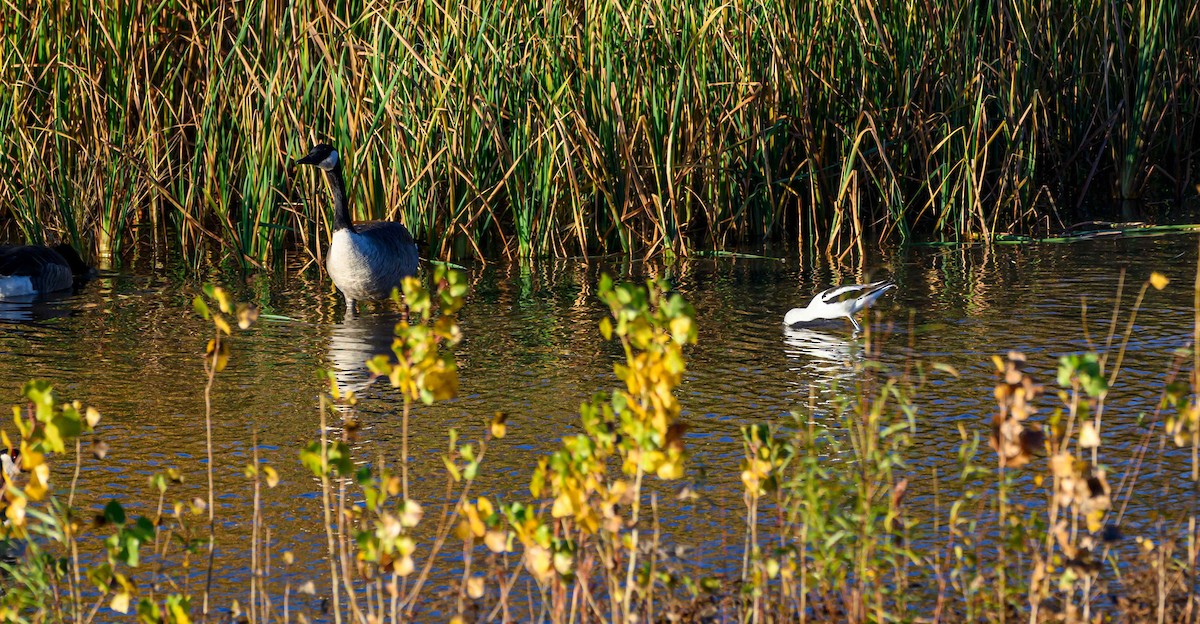 American Avocet - ML645768740