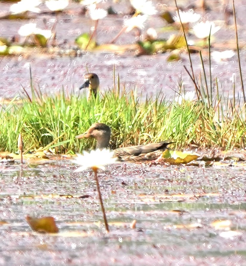 Бор нугас - ML645768748